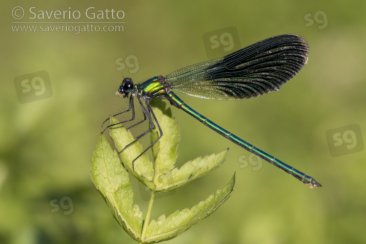 Banded Demoiselle, side view of an adult male perched on a plant