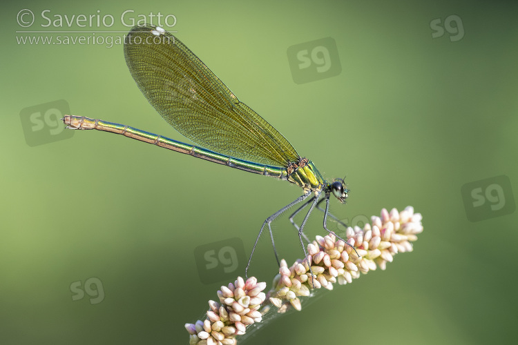 Banded Demoiselle, side view of an adult female perched on a plant