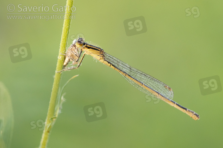 Blue-tailed Damselfly, side view of a female perched on a stem