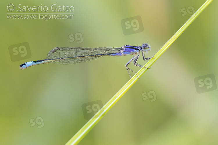 Blue-tailed Damselfly, side view of a female perched on a stem