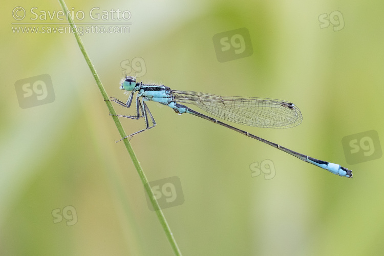 Blue-tailed Damselfly, side view of a male perched on a stem