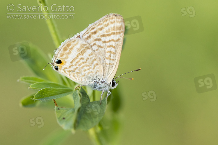 Long-tailed Blue, side view of an adult perched on a plant