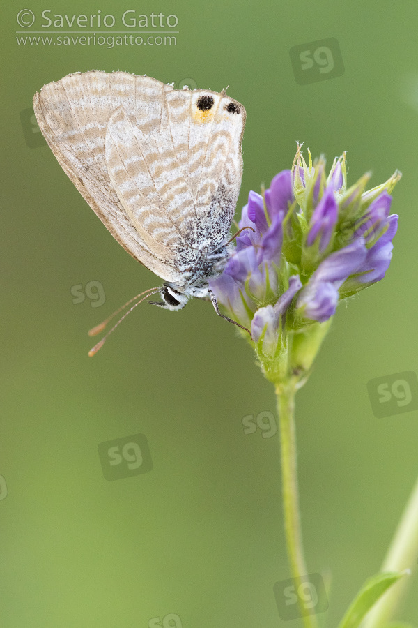 Long-tailed Blue, side view of an adult perched on an alfalfa (medicago sativa) flower