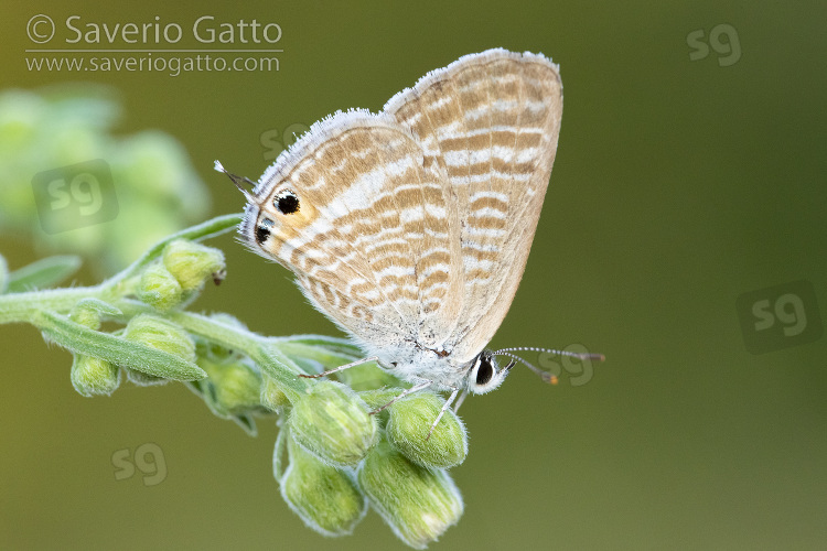 Long-tailed Blue, side view of an adult perched on a plant