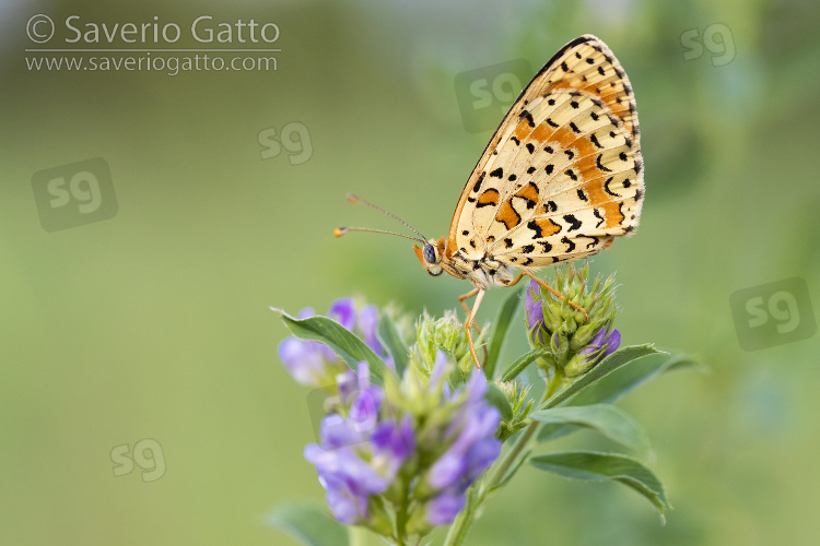 Spotted Fritillary, side view of an adult perched on an alfalfa (medicago sativa) flower