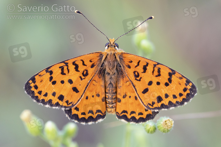 Spotted Fritillary, adult with opened wings