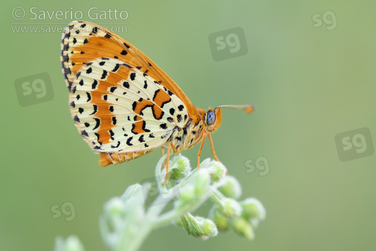 Spotted Fritillary, side view of an adult perched on plant