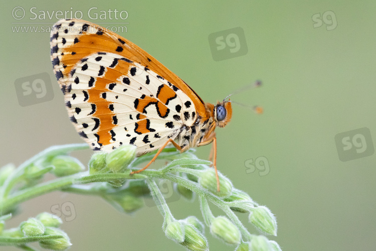 Spotted Fritillary, side view of an adult perched on plant