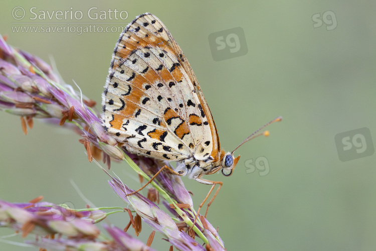 Spotted Fritillary, side view of an adult perched on plant