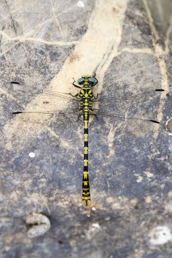 Small Pincertail, adult on a stone seen from the top