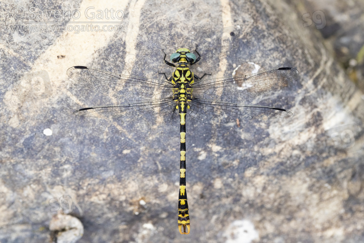 Small Pincertail, adult on a stone seen from the top