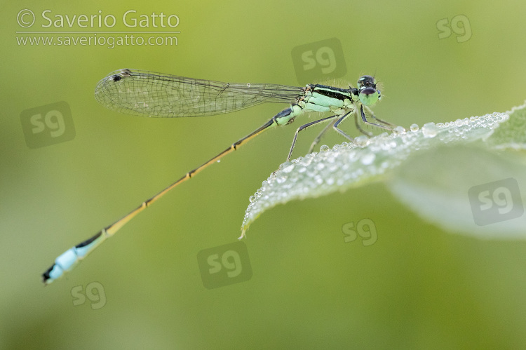 Blue-tailed Damselfly, side view of a young male perched on a leaf covered with dew drops