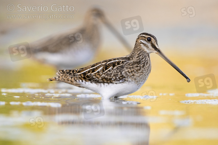 Common Snipe, side view of an individual standing in the water