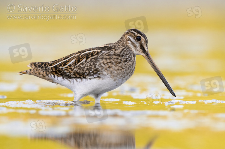 Common Snipe