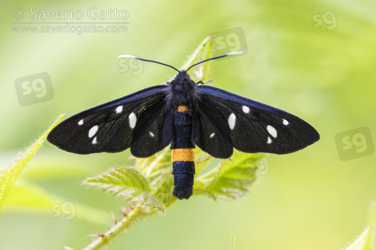 Nine-spotted Moth, adult seen from the top