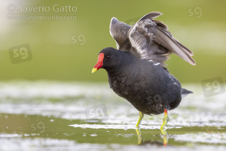 Common Moorhen, adult stretching its wings