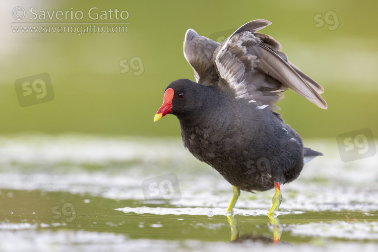 Gallinella d'acqua, adulto che stiracchia le ali