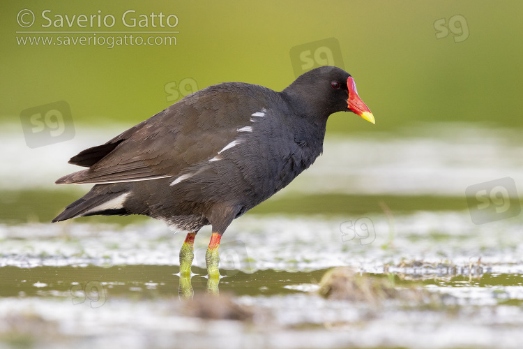 Common Moorhen, side view of an adult standing in the water