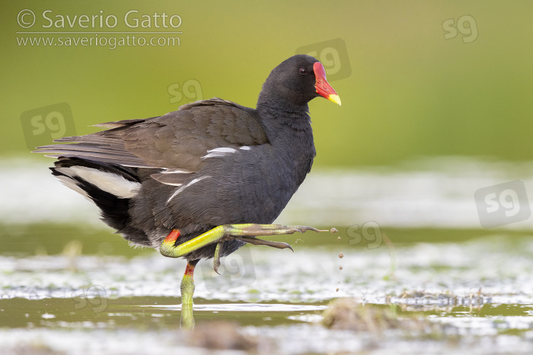 Common Moorhen, side view of an adult standing in the water