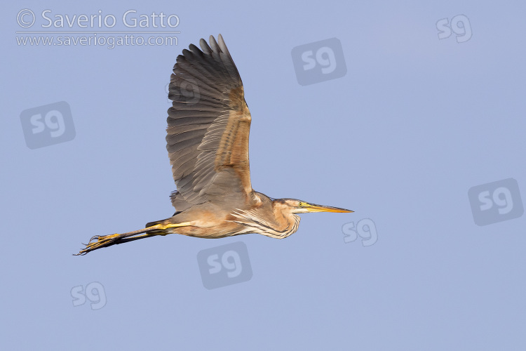 Purple Heron, side view of an immature in flight