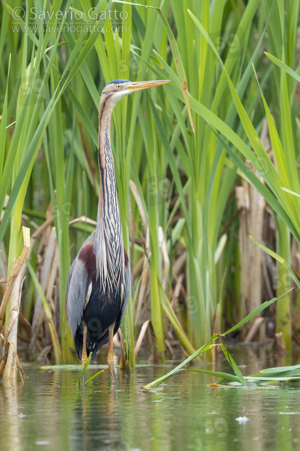 Purple Heron, adult standing in the water