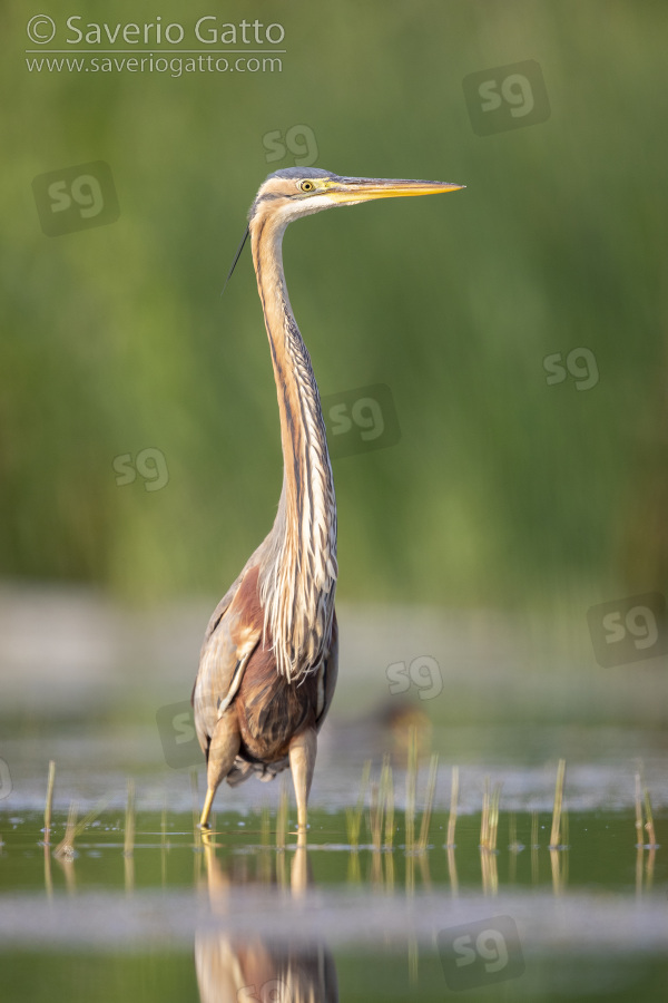 Purple Heron, front view of an immature standing in the water