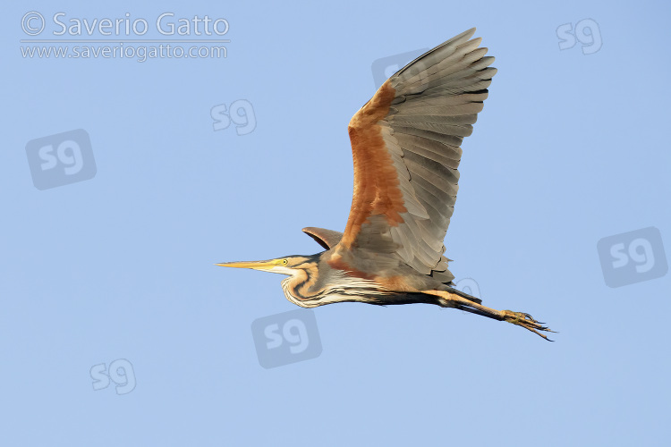 Airone rosso, adulto in volo visto di lato