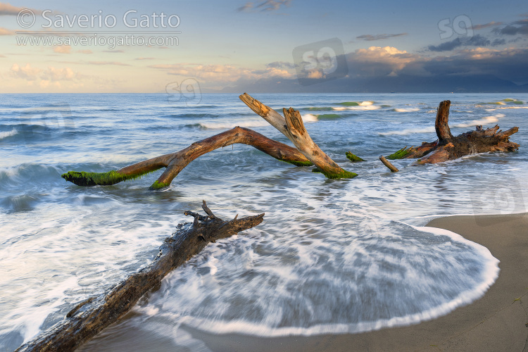 Marine landscape, dead tree hit by waves on the shore