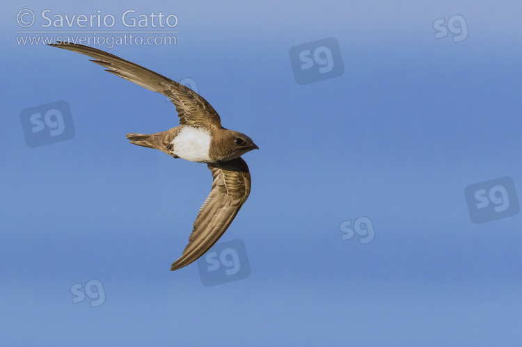 Alpine Swift, side view of an adult in flight