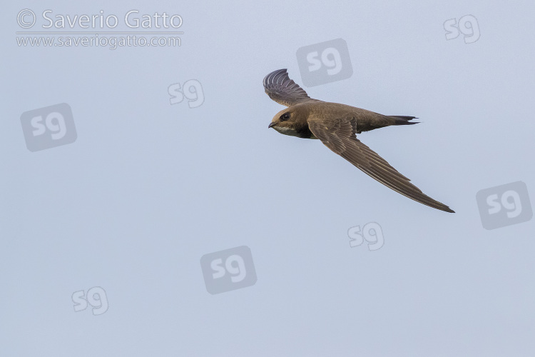 Alpine Swift