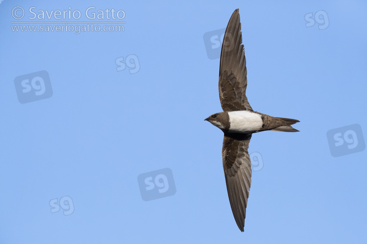 Alpine Swift, adult in flight seen from below