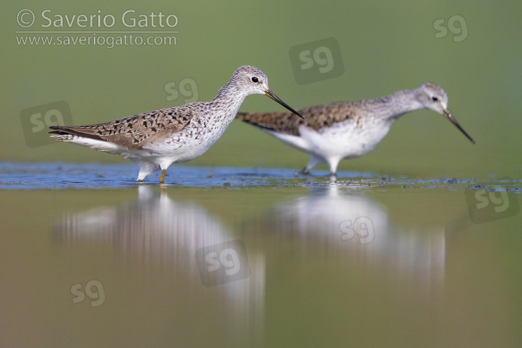 Marsh Sandpiper