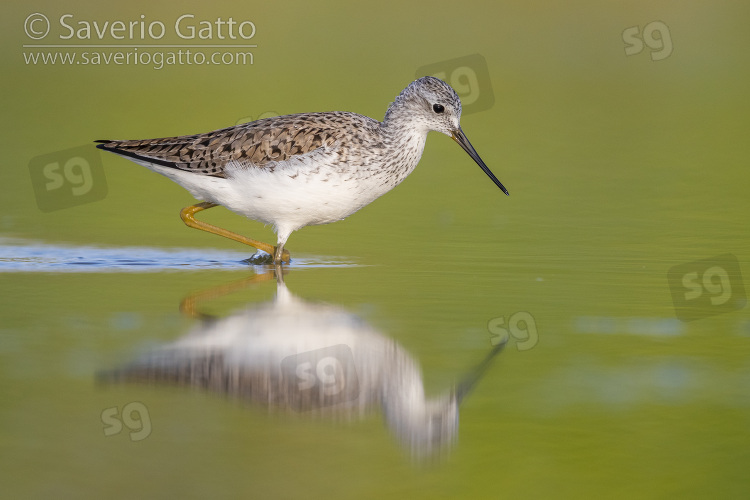 Marsh Sandpiper, side view of an adult standing in the water