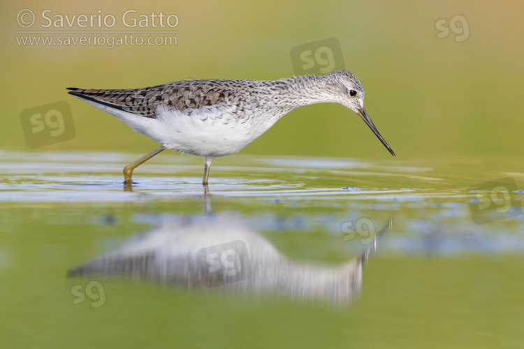 Marsh Sandpiper, side view of an adult standing in the water