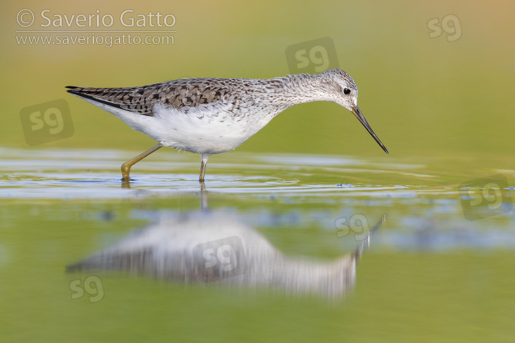 Albastrello, adulto in acqua