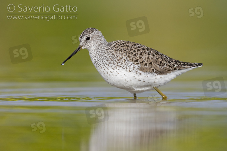 Marsh Sandpiper, side view of an adult standing in the water