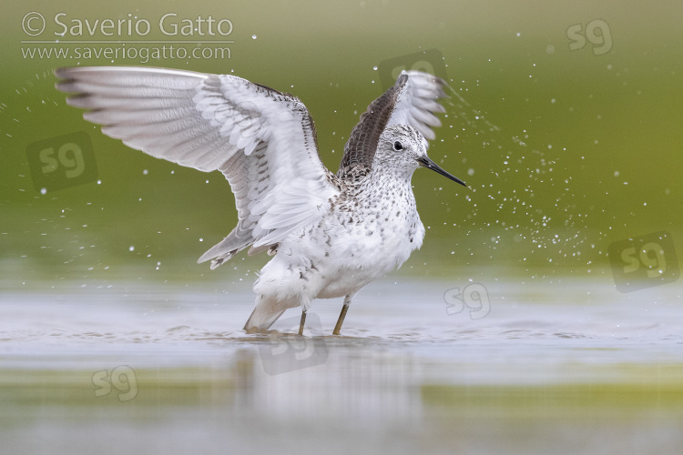 Marsh Sandpiper