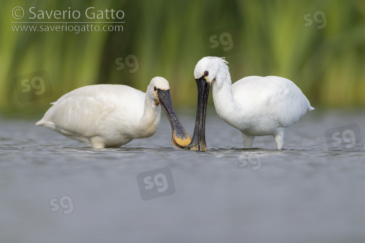 Eurasian Spoonbill, two immatures looking for food in the water