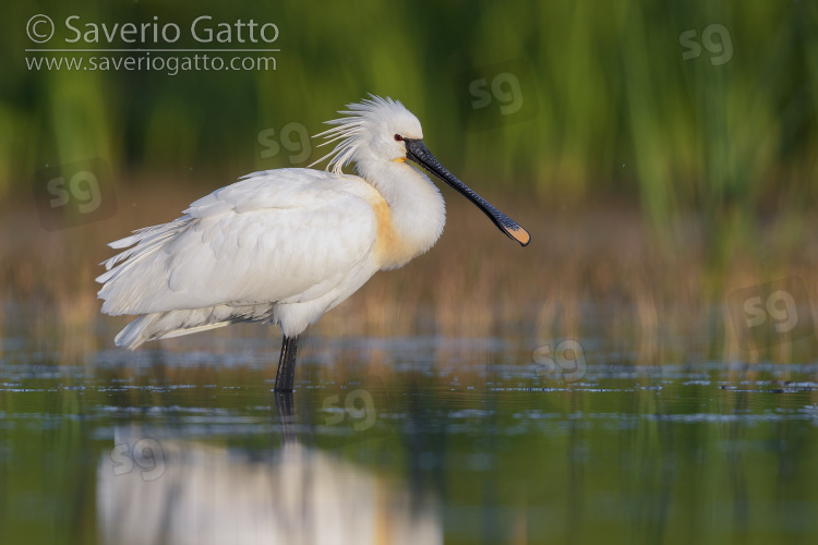 Eurasian Spoonbill, side view of an adult standing in the water