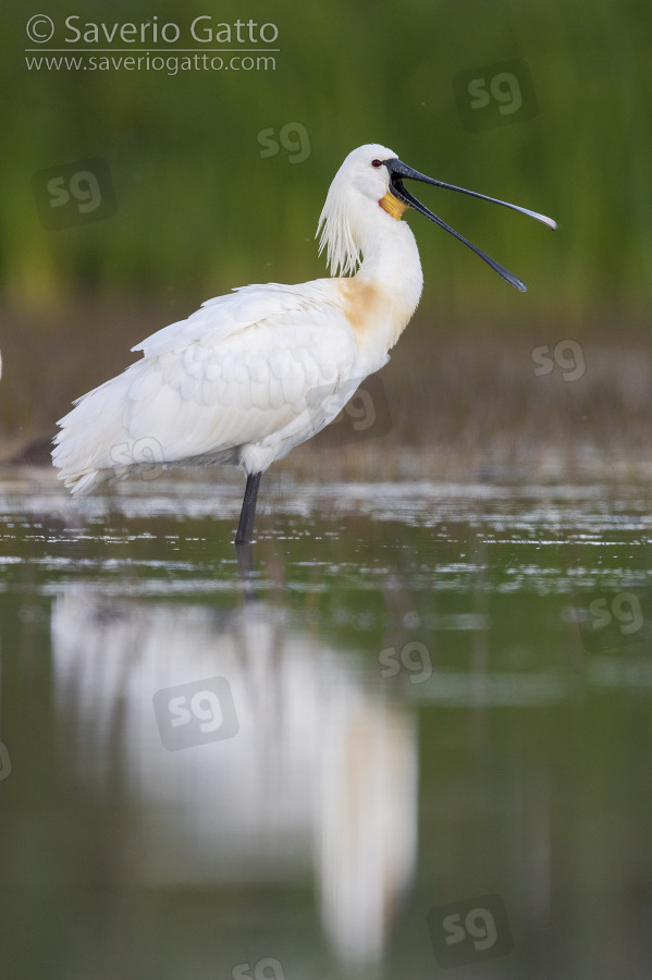 Eurasian Spoonbill, side view of an adult standing in the water