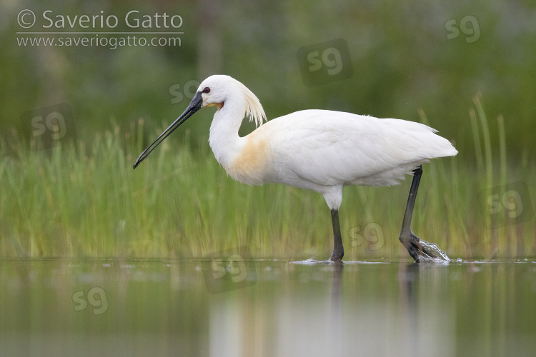 Eurasian Spoonbill, side view of an adult standing in the water