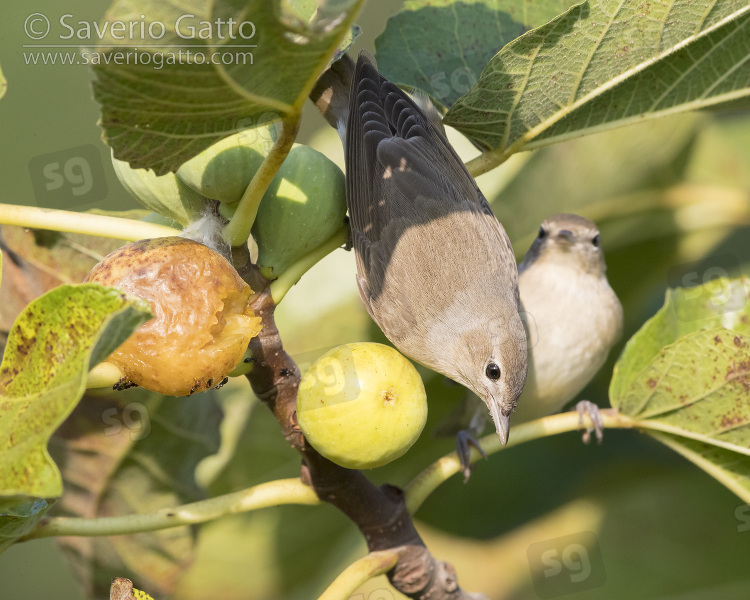 Garden Warbler, two individuals in a common fig tree