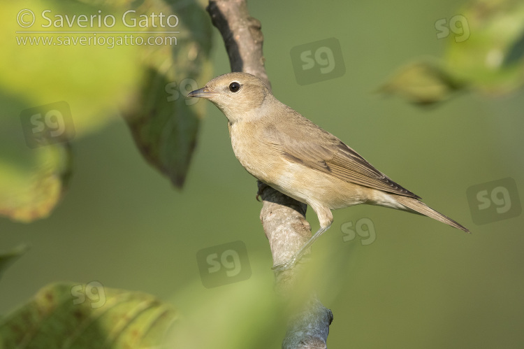 Garden Warbler, side view of a juvenile perched on a branch