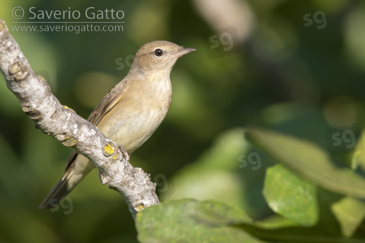 Garden Warbler, adult perched on a branch