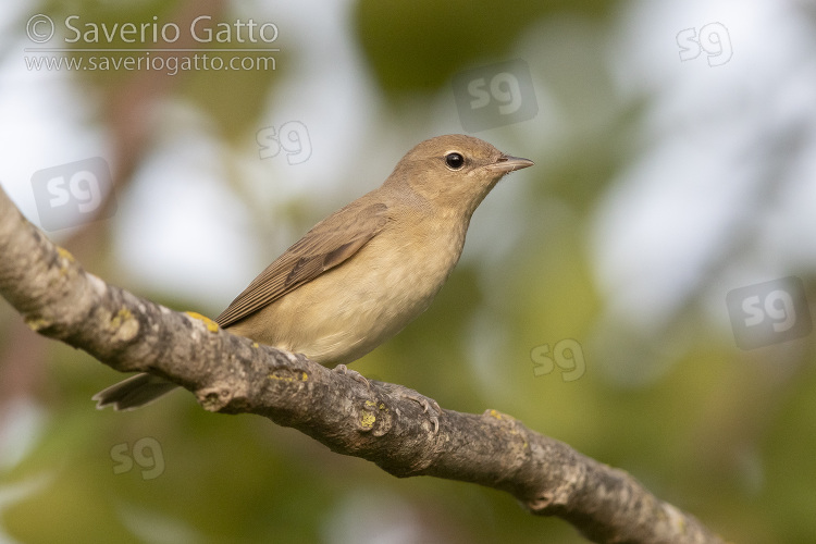 Garden Warbler, juvenile perched on a branch