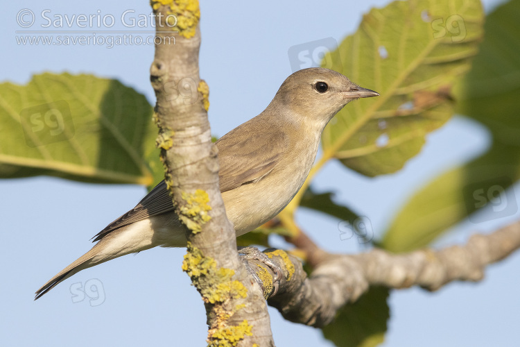 Garden Warbler, side view of a juvenile perched on a branch