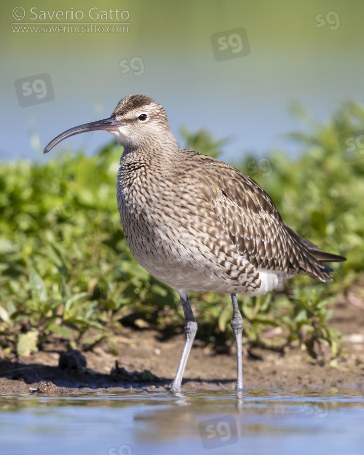 Eurasian Whimbrel, adult standing in the water