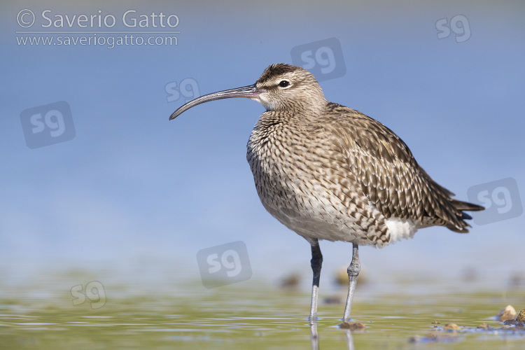 Eurasian Whimbrel, adult standing in the water