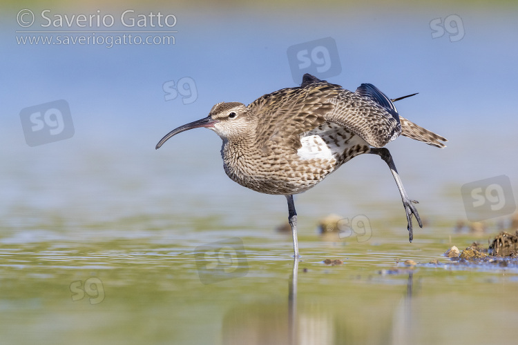 Eurasian Whimbrel, adult stretching a wing