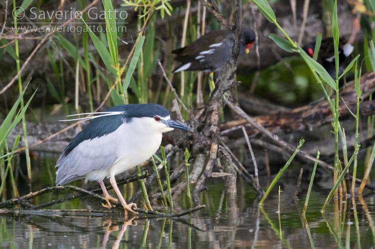 Black-crowned Night Heron, side view of an adult perched on a branch